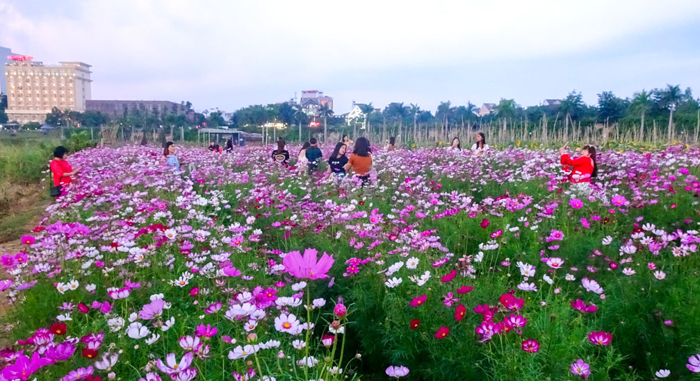 Vườn hoa màu hồng đẹp như cổ tích ở bờ sông Đăk Bla Kon Tum